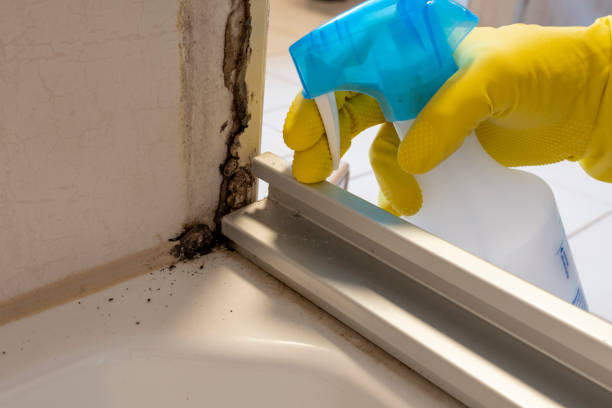 Best Mold Prevention Services  in Roselle, IL